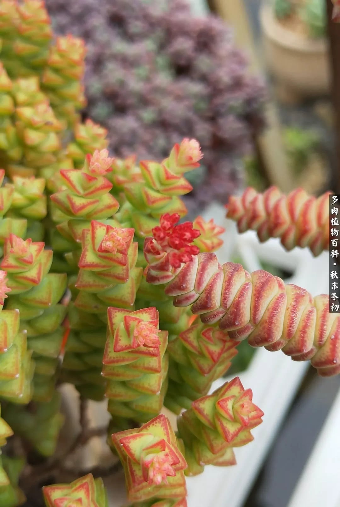 The most beautiful season for succulent plants in the open hanging area has arrived.