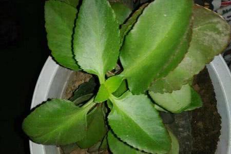 The leaves of longevity flowers are soft and curled so that the buds are all over the branches.