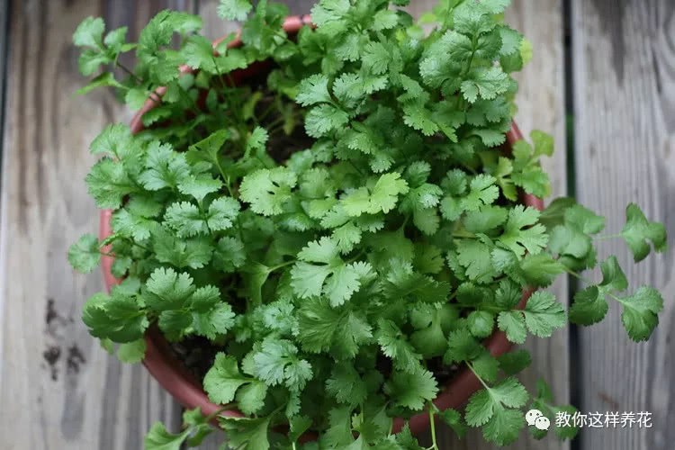 The price of parsley is soaring, so plant a little trick at home. The germination rate is high and the growth is very strong.