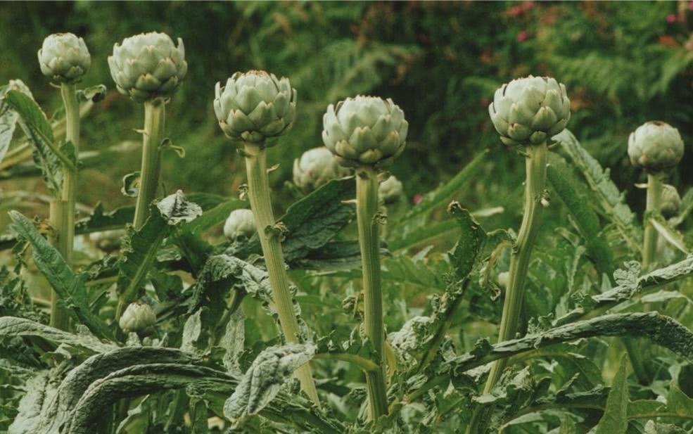 Even 10 of the veritable aristocratic dishes are not enough for foreigners to call it the King of vegetables.