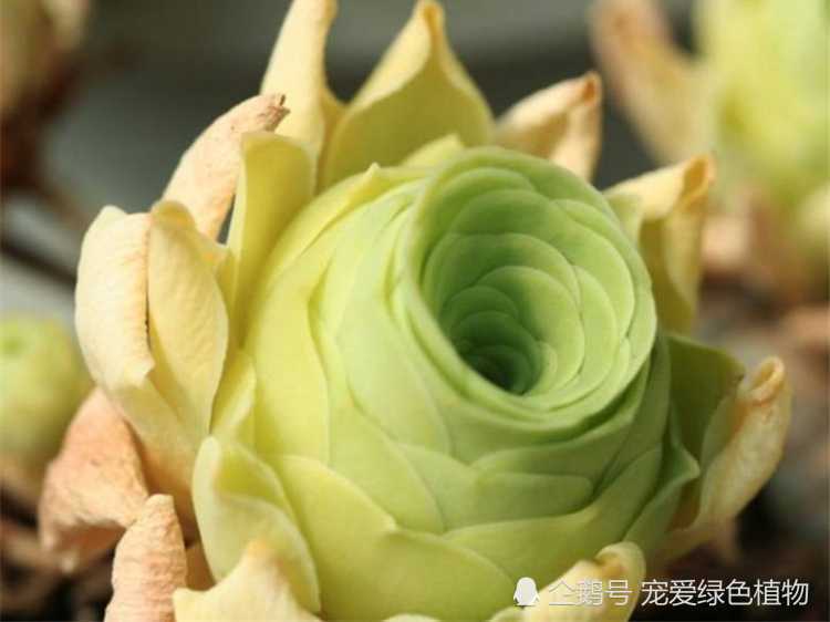 The more beautiful the sun, the more beautiful the five succulent plants will be more beautiful in autumn.