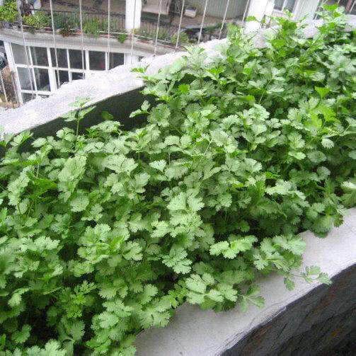 A simple step of growing cilantro at home: cilantro emerges quickly and grows quickly in more than 50 days.
