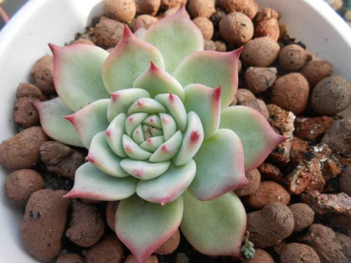 The opportunity and crisis of succulent plant maintenance coexist in autumn and master the correct method to raise explosive pots.