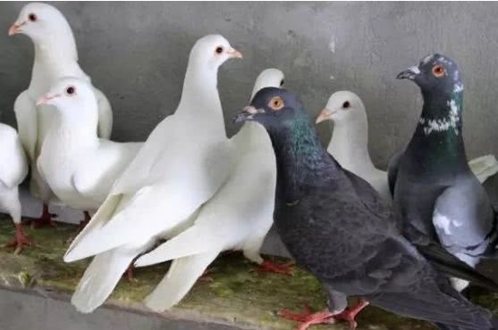 Pigeons are born into a pair. Are they born to be inbred?