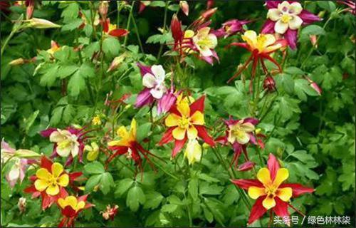 Ten flower varieties suitable for autumn sowing to create their own elegant garden