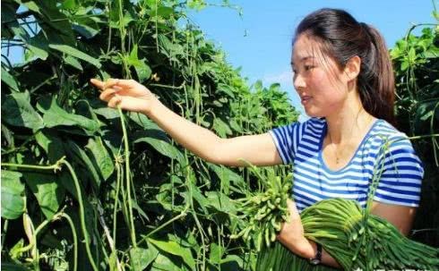 At present, the planting time of autumn beans has passed and the planting time needs to be grasped.