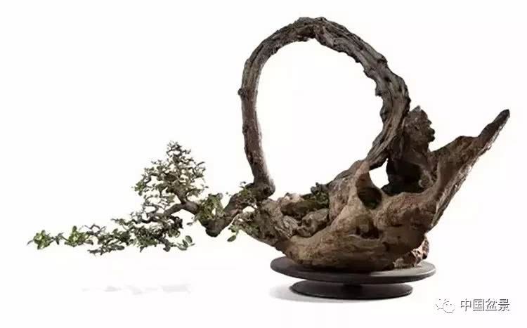 Bonsai masterpieces are the perfect combination of technology and art
