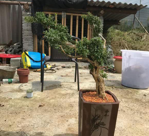 Spend 500 dollars into the pot boxwood pruning like this bind novice for help: is it maimed?