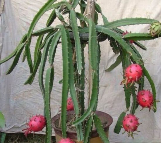 Is the dragon fruit too expensive to eat? Leave more flesh when you eat it for a month to sprout and there will be surprises in the coming year.