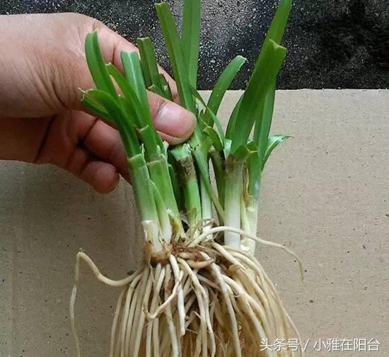 How to grow leeks in flowerpots? A little trick can be harvested again 20 days after harvest