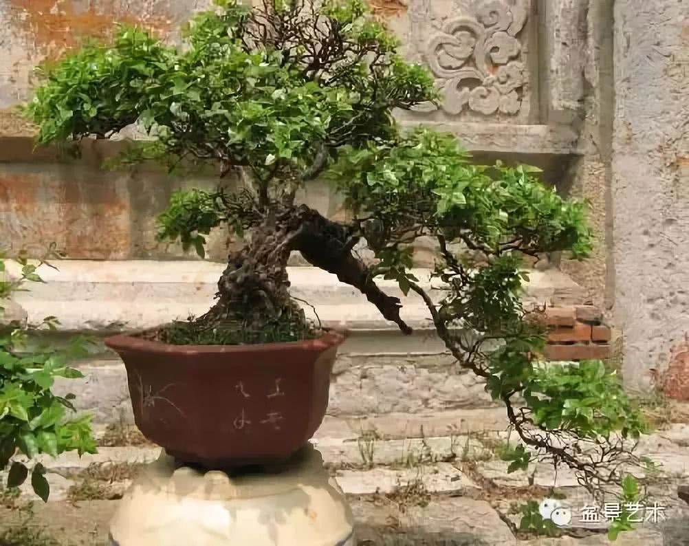 Climbing of Suzhou bonsai