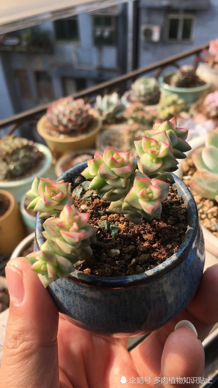 The truest beauty of succulent plants shows incisively and vividly this spring.