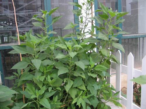 Grow these five kinds of vegetables on the balcony, easy to grow, grow at a time, and harvest continuously for a long time.