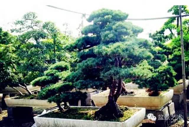 Cultivate five-needle pine bonsai
