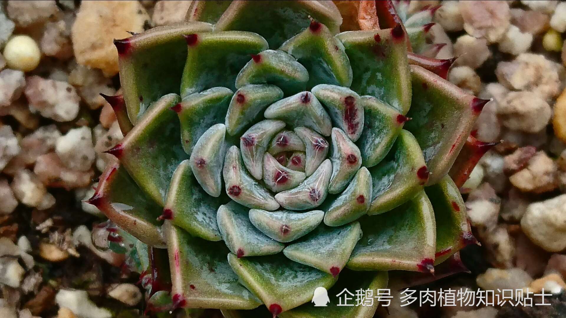 Micro-picture recognition of succulent succulent lovers come to recognize these sedum