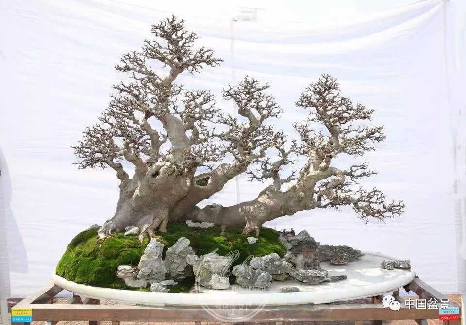 Appreciation of Gold Award works in Pujiang Guyun 2018 Huangpu Town Bonsai Exhibition