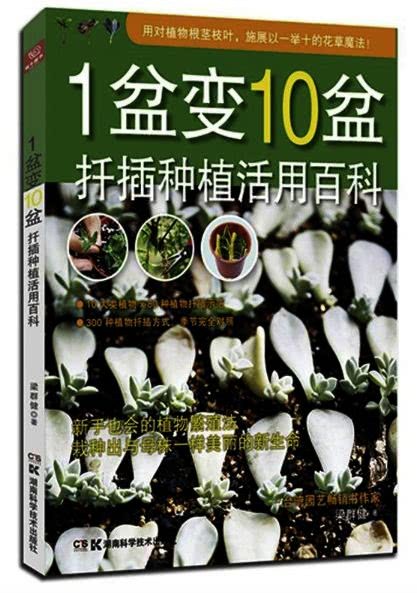 1 pot to 10 pots: Encyclopedia of cuttage planting