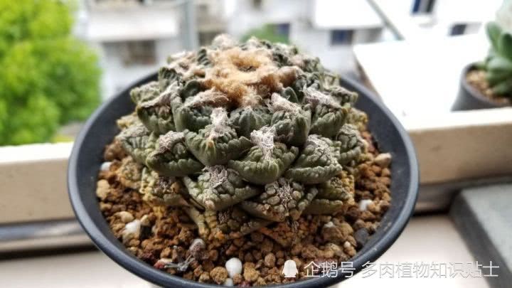 The unusual peony of the genus cactus, which has been raised for eight years.