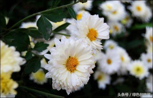 Tour 2018 Wuhan Golden Autumn Chrysanthemum Exhibition These knowledge necessities