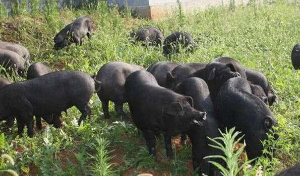 Large-scale breeding methods and matters needing attention of Yuxi Black Pig