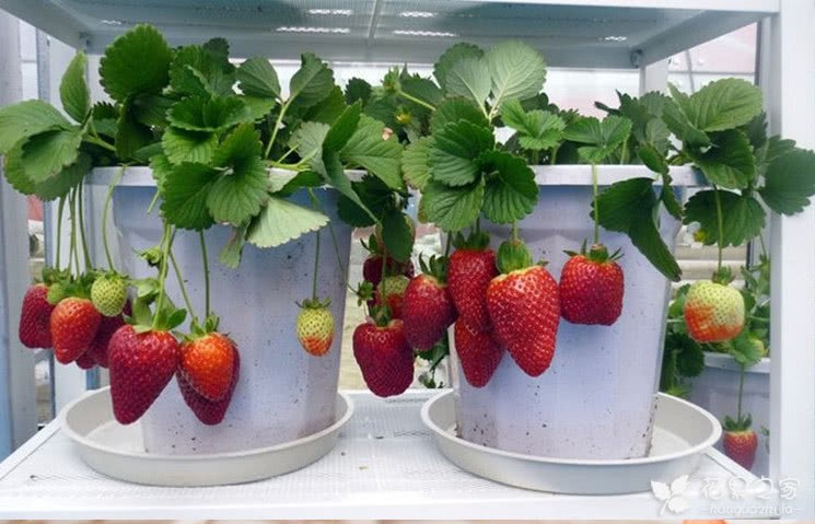 How to grow potted strawberries? You can be full of love in five simple steps.