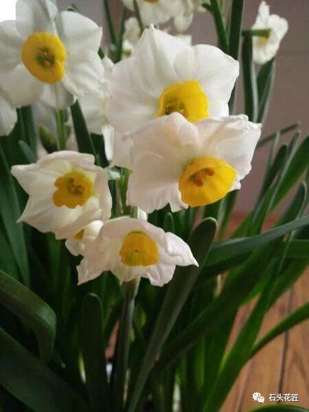 In October, this kind of cultivation of narcissus leaves and green stems is done roughly in these three steps. The flowering period is half a month ahead of schedule.