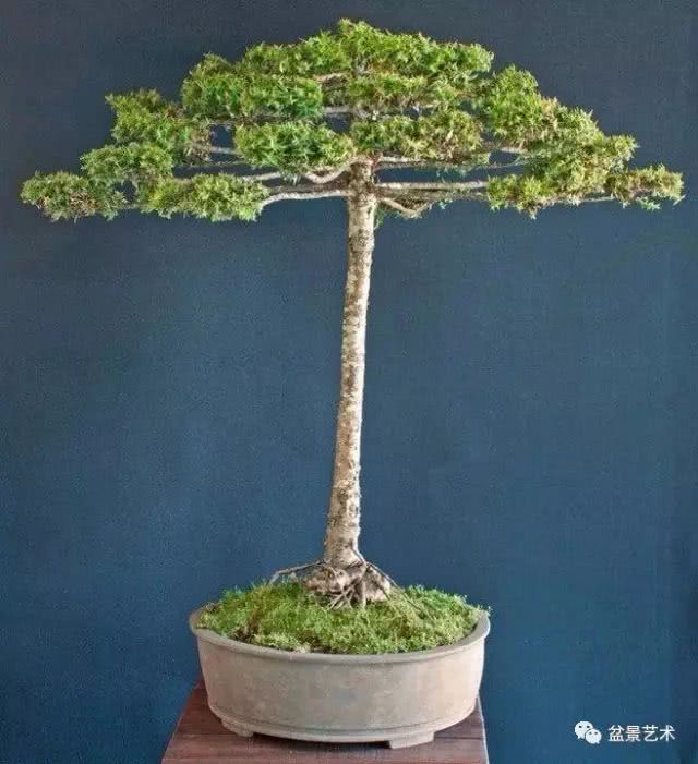 The turning of bonsai to change the soil