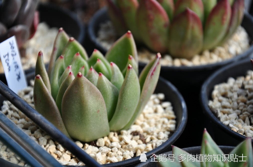 Grab the tail at the end of spring and bask in my succulent windowsill.