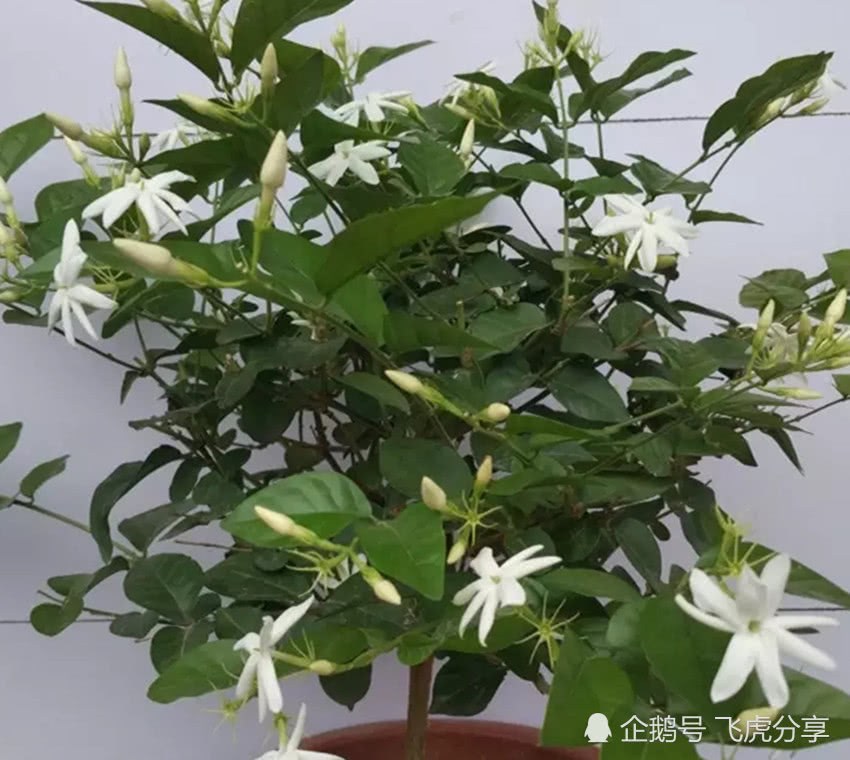 How many varieties of jasmine are there? Which is the most fragrant jasmine in the world? How to maintain