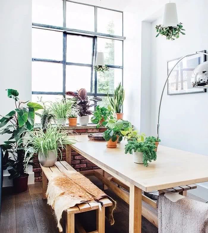 There is nothing wrong with choosing the best indoor plants to keep on the dinner table.