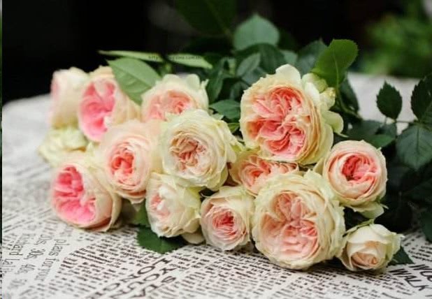 The top 15 species of Guangdong rose bloom for 10 months a year.