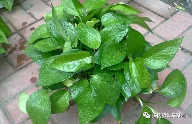 If the light of the three kinds of flowers that are afraid of the sun is slightly larger, the yellow leaves are more exuberant in the living room.