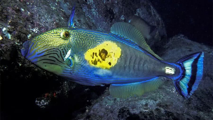 Rare goods in the fish tank-strange temperate marine fish