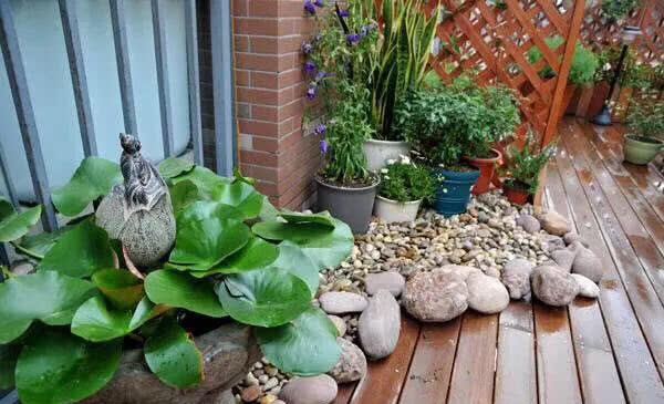 Planting a pot of lotus leaves on the terrace can not only enjoy the flowers, but also have a little surprise.