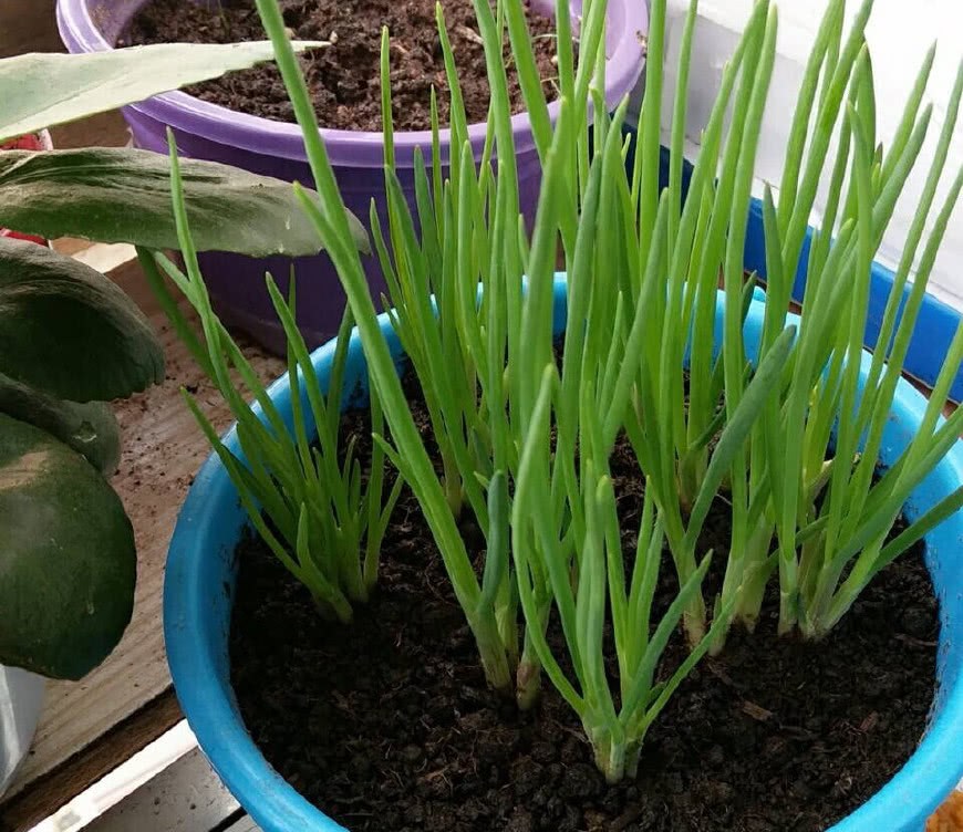 Grow your own vegetables with a fresh-keeping box and a basin. It's good to keep, and you have vegetables to eat every month.