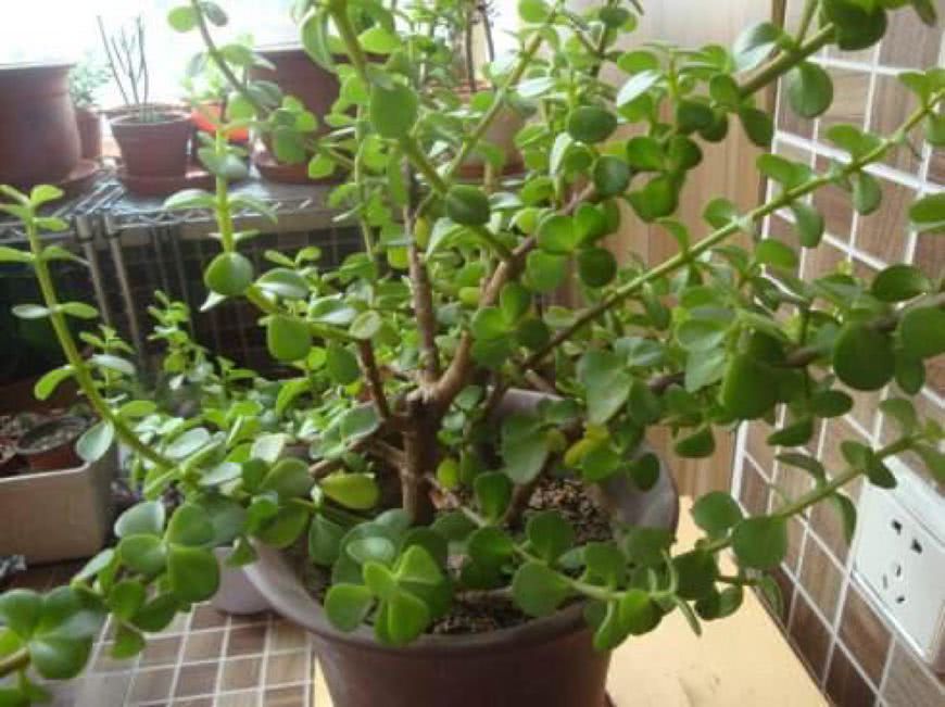 Golden branches and jade leaves will not be raised in autumn. cut off all these branches and grow into bonsai branches and strong leaves.