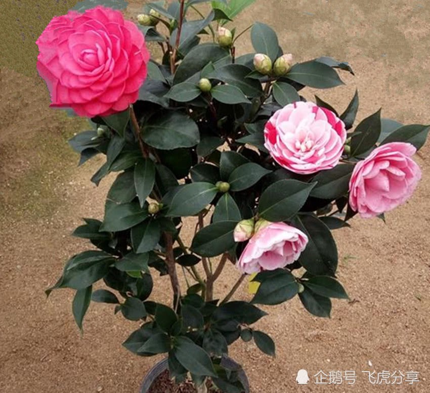 Which variety of camellia is the most fragrant and best? Which one do you like best?