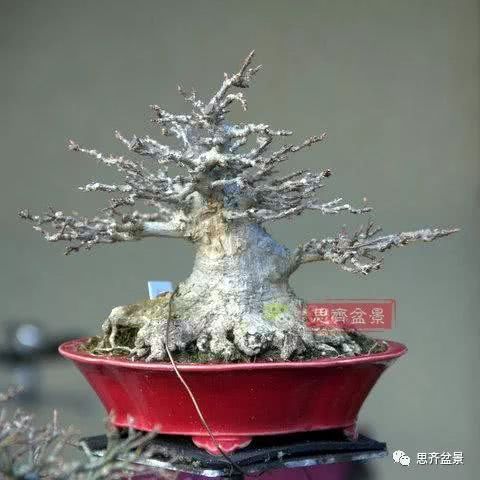 How to cultivate dwarf bonsai? The answer is-- high-altitude pressure strip.