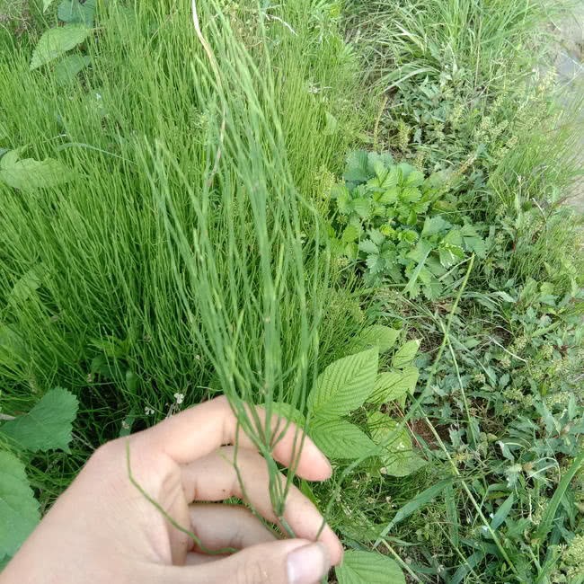 It's just a roadside weed, but it looks like green bamboo. 10 yuan a jin is thrown into a flowerpot to grow a piece.