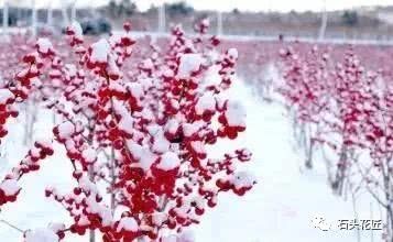 The colder this kind of potted plant is, the redder the tree is, the more red fruit is hung on a hundred yuan flower friend: value