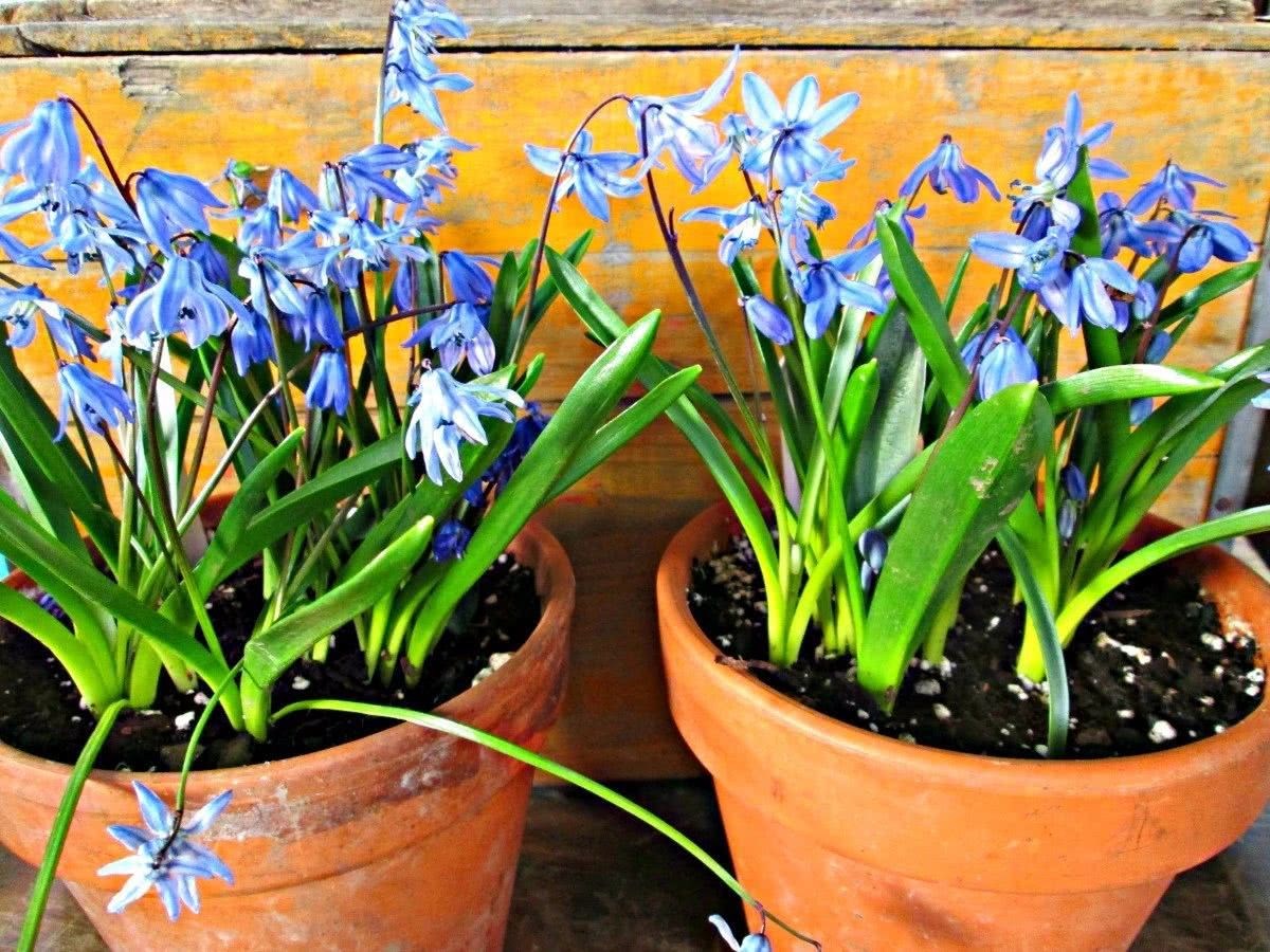 The extremely hardy Siberian blue flower can't freeze to death at minus 20 degrees in winter.