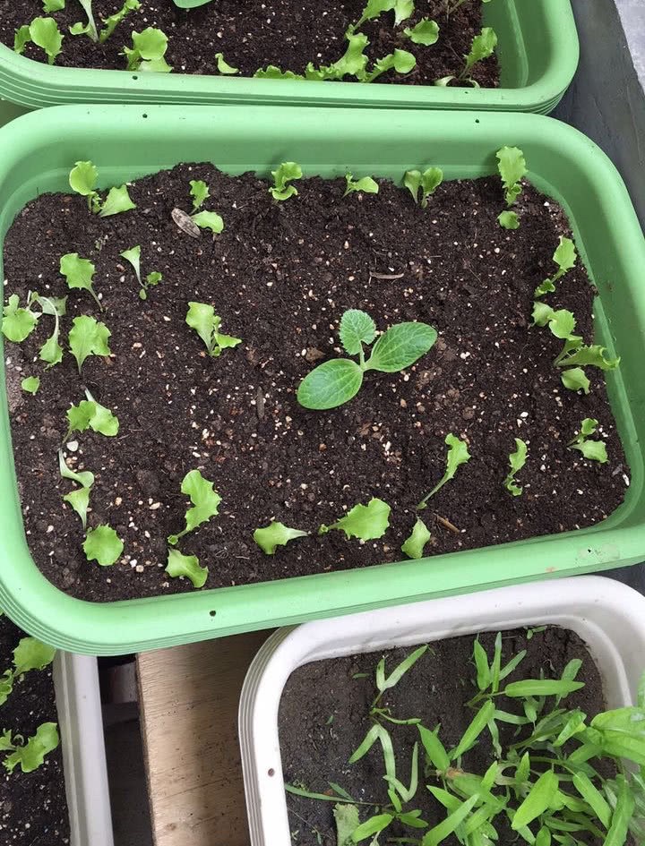 The vegetables grown on the balcony grow fat, strong and prosperous in a small way.