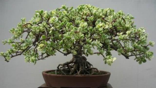 Raise golden branches, jade leaves and jade trees to grow into high-priced bonsai in 6 months in two ways