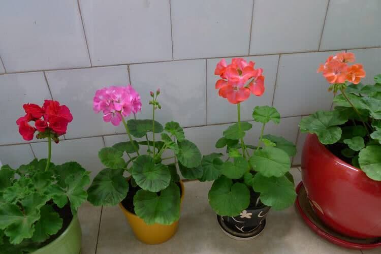 Cut these three kinds of flowers in October, one branch grows and blossoms more than one pot, one pot becomes more than one pot.