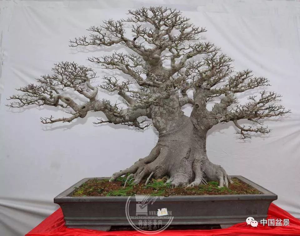 Huazhou Science Popularization demonstration Base settled in Huazhou Bonsai Garden