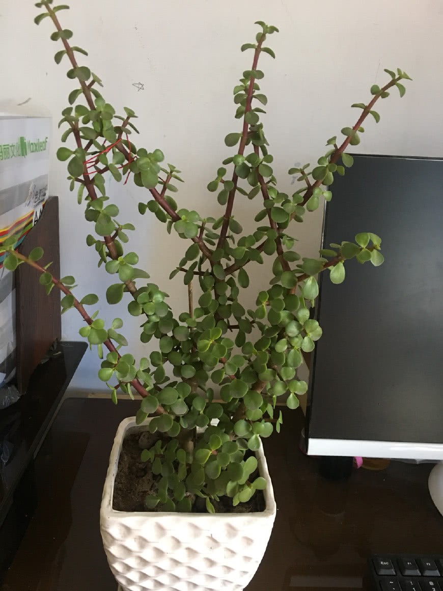 Why do these golden branches and jade leaves grow like branches?