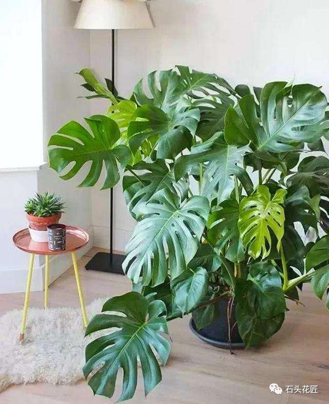 Three kinds of large potted plants in the living room have a good effect of absorbing formaldehyde and one family is in good health and good health.