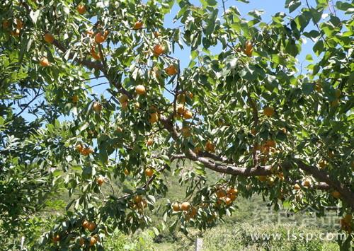 Deep ploughing can improve the method of deep ploughing and ripening of aerated and permeable apricot trees.