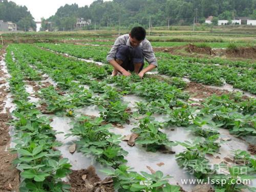 The method of applying soil and fertilizing Qinggu squatting Seedling to promote the Rapid growth of Peanut