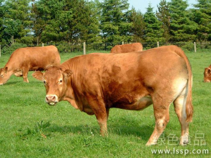 Short-term fattening method for beef cattle with 50-day net weight gain of 400 jin